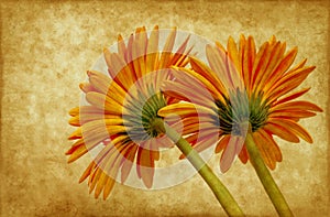 Gerbera on grunge background