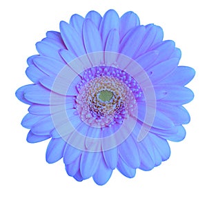 Gerbera head photo