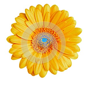 Gerbera head