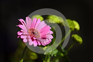 Single gerbera