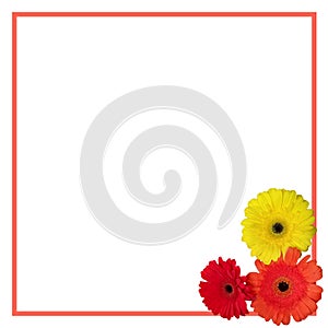 Gerbera isolated on a white background border. frame with flowers in the corner. red, orange and yellow blooming. Template for