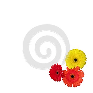 Gerbera isolated on a white background border. frame with flowers in the corner. red, orange and yellow blooming. Template for