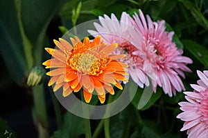 Gerbera jamesonii