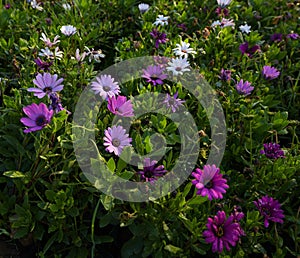 Gerbera jamesonii Bolus