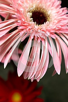 Gerbera jamesonii Bolus-Fresh cut flowers