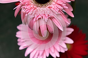 Gerbera jamesonii Bolus-Fresh cut flowers