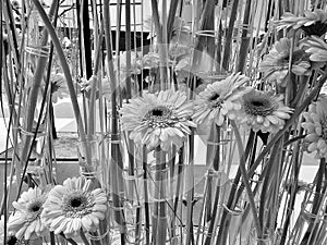 Gerbera jamesonii at Expo Flower 2024 - Sun Plaza mall in Bucharest