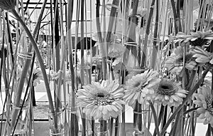 Gerbera jamesonii at Expo Flower 2024 - Sun Plaza mall in Bucharest photo