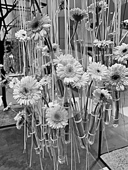 Gerbera jamesonii at Expo Flower 2024 - Sun Plaza mall in Bucharest photo