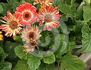 Gerbera jamesonii 'Flori Line Midi Bicolor'