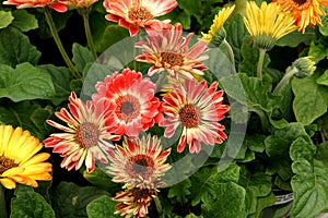 Gerbera jamesonii 'Flori Line Midi Bicolor' photo