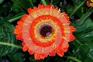 Gerbera jamesonii, Gerbera Daisy, Transvaal daisy