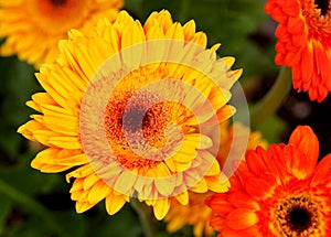 Gerbera jamesonii, Gerbera Daisy, Transvaal daisy