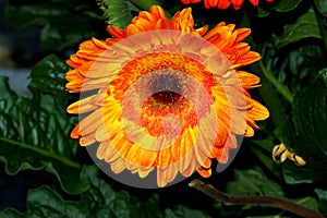 Gerbera jamesonii, Gerbera Daisy, Transvaal daisy