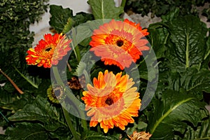 Gerbera jamesonii, Gerbera Daisy, Transvaal daisy