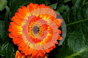 Gerbera jamesonii, Gerbera Daisy, Transvaal daisy