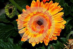 Gerbera jamesonii, Gerbera Daisy, Transvaal daisy