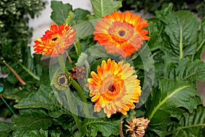 Gerbera jamesonii, Gerbera Daisy, Transvaal daisy