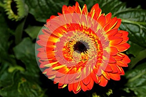 Gerbera jamesonii, Gerbera Daisy, Transvaal daisy