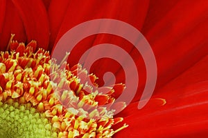 Gerbera Macro