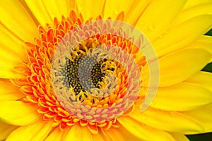 Gerbera Macro photo