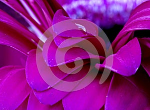 Gerbera Macro Close Up