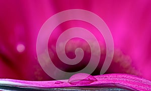 Gerbera Macro Close Up