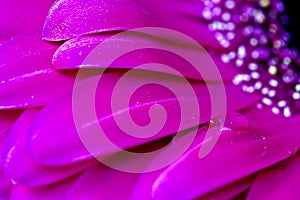 Gerbera Macro Close Up