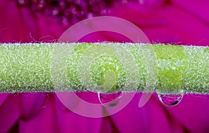 Gerbera Macro Close Up