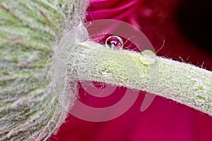Gerbera Macro Close Up