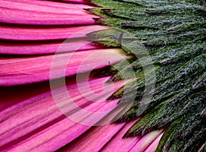 Gerbera Macro Close Up