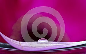 Gerbera Macro Close Up