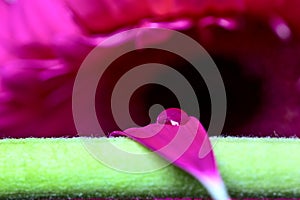 Gerbera Macro Close Up