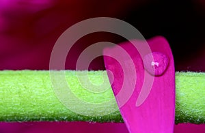 Gerbera Macro Close Up