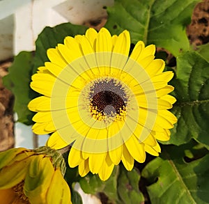 gerbera mega daisey yellow flower