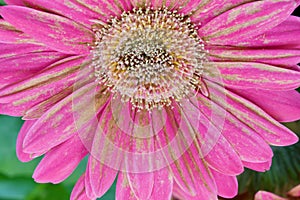 A close up photo of a grebera flower affected by Grey mildew Botrytis Cinerea. Pathogen Botryotinia Fuckeliana