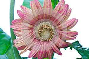 A close up photo of a grebera flower affected by Grey mildew Botrytis Cinerea. Pathogen Botryotinia Fuckeliana