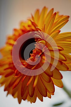 Gerbera orange close up.The freshness of the flower in floristry