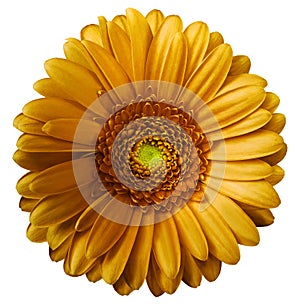 Gerbera orange flower on white isolated background with clipping path. no shadows. Closeup. photo