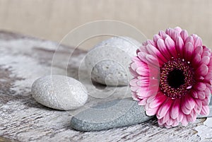 Gerbera and Pebble