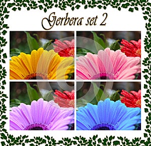 Gerbera photo set with water drops, in 4 colors.