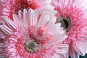 Gerbera pink