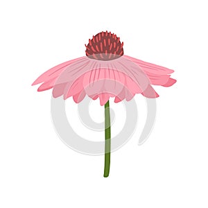 Gerbera pink closeup isolated on white background. Spring flower in doodle style for any purpose