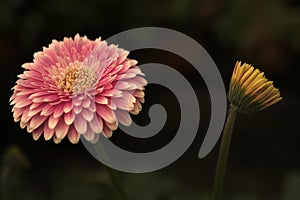 Gerbera in Pink colours. Floral photography. Floral desktop background. Pink gerbera. Nature background. Darkgreen leaves