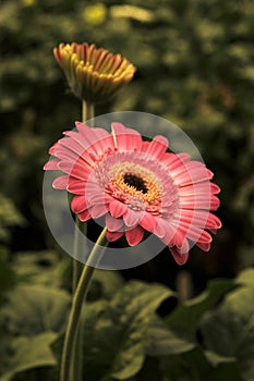 Gerbera in Pink colours. Floral photography. Floral desktop background. Pink gerbera. Nature background. Darkgreen leaves