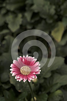 Gerbera in Pink colours. Floral photography. Floral desktop background. Pink gerbera. Nature background. Darkgreen leaves