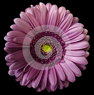 Gerbera pink flower on black isolated background with clipping path. no shadows. Closeup. photo