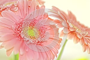 Gerbera pink flower close-up