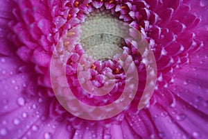 Gerbera pink flower - macro photography with detail of Gerbera flower.