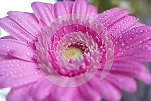 Gerbera pink flower - macro photography with detail of Gerbera flower.